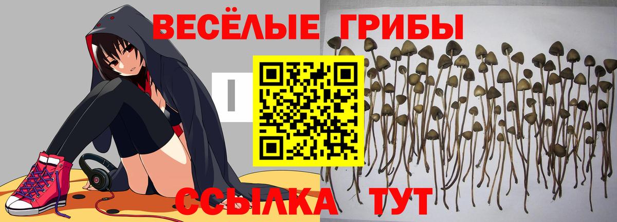 Псилоцибиновые грибы мицелий  Вход с VPN  купить наркотики сайты  Сочи 